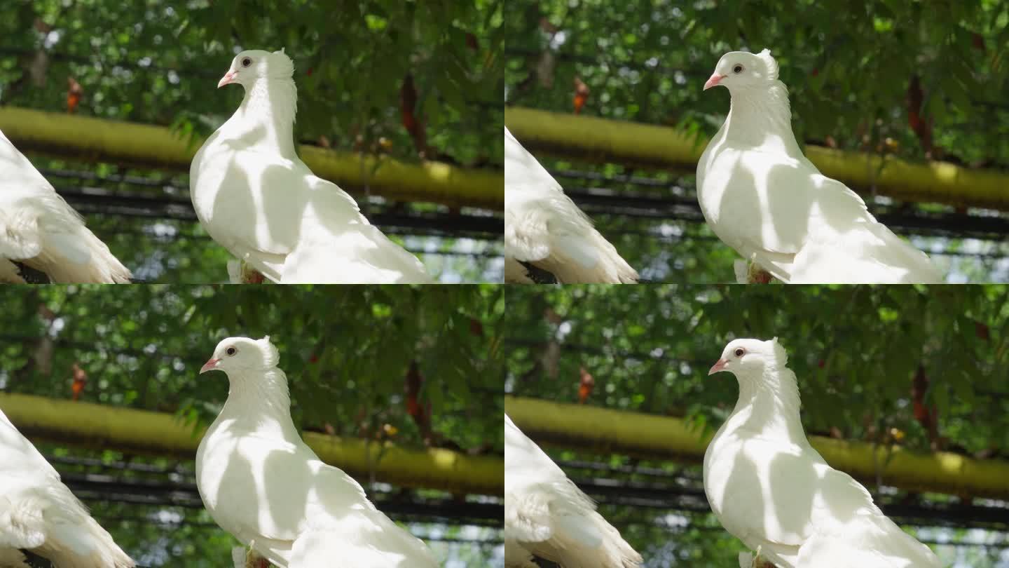 白色扇尾鸽栖息在自然环境中，背景是绿色植物，景深浅