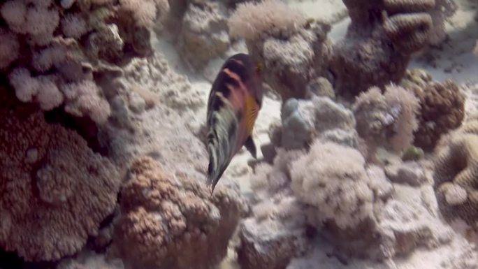 红海水下海床上靠近水的珊瑚礁上的鱼。