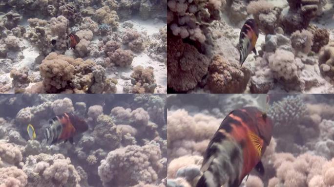 红海水下海床上靠近水的珊瑚礁上的鱼。