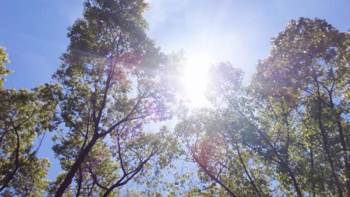 夏天阳光穿过树林树叶子自然风景视频素材0