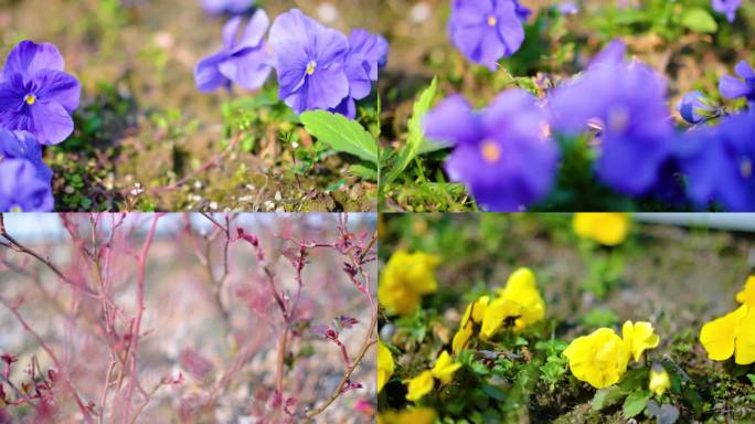 春天来了花朵盛开风景视频素材