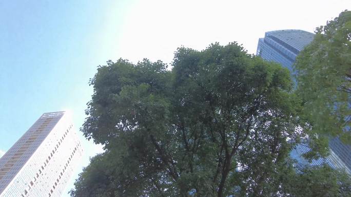 透过树枝叶仰视城市高楼大厦
