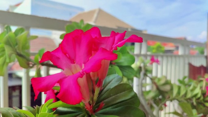 房子的露台上有桔梗花或红色的凤仙花