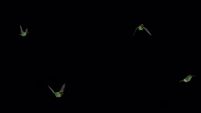 热带蜂鸟簇绒风骚-飞行过渡- 1 -阿尔法通道