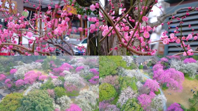 杭州植物园灵峰探梅梅花开了风景视频素材9