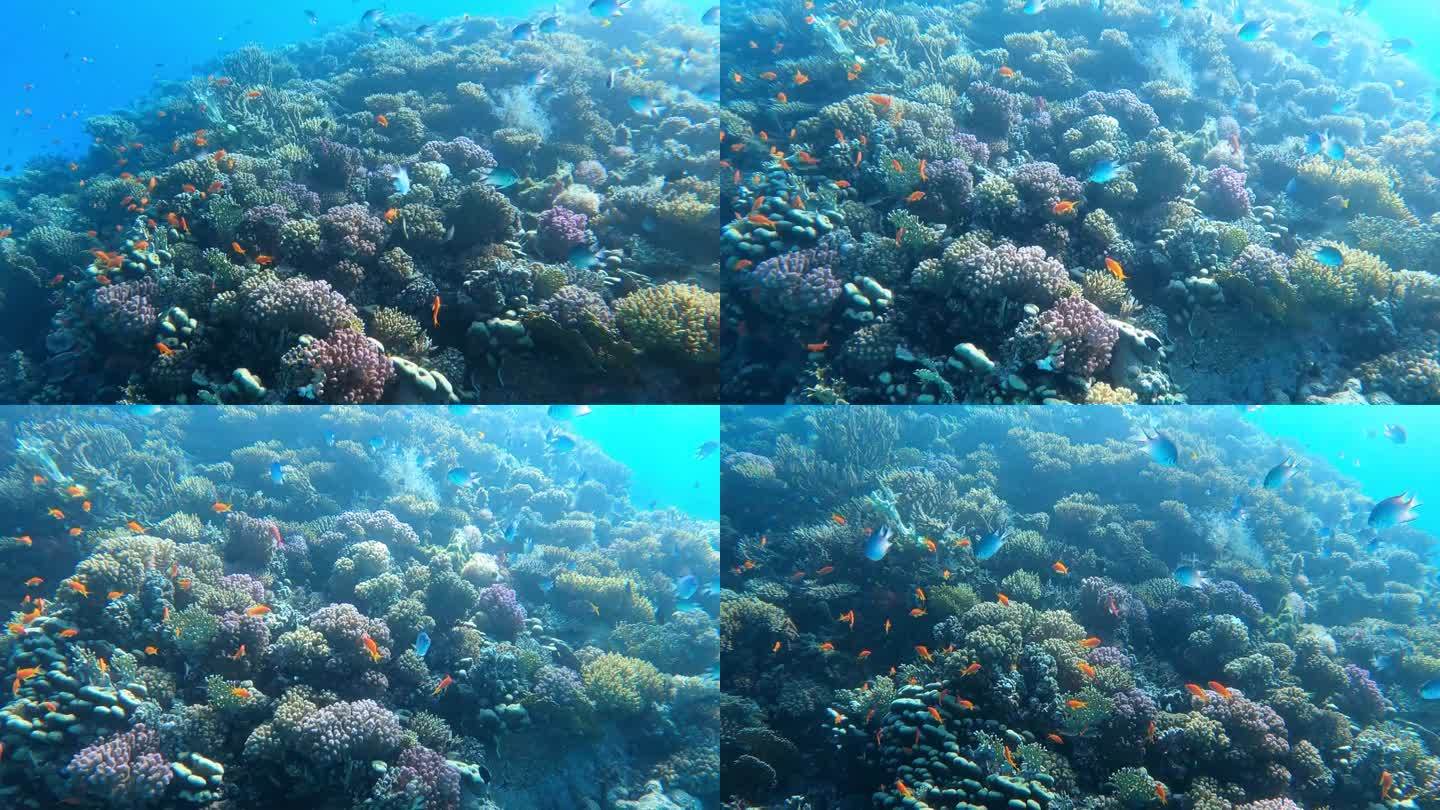 Korallenriff和Fische在Roten Meer的Hurghada遇见了瓦塞尔