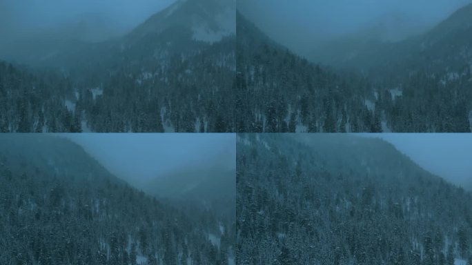 暴风雪中的雪山森林冬季景观航拍图。从上往下看高大的雪树。冬天的俄罗斯，西伯利亚。高品质4k画面