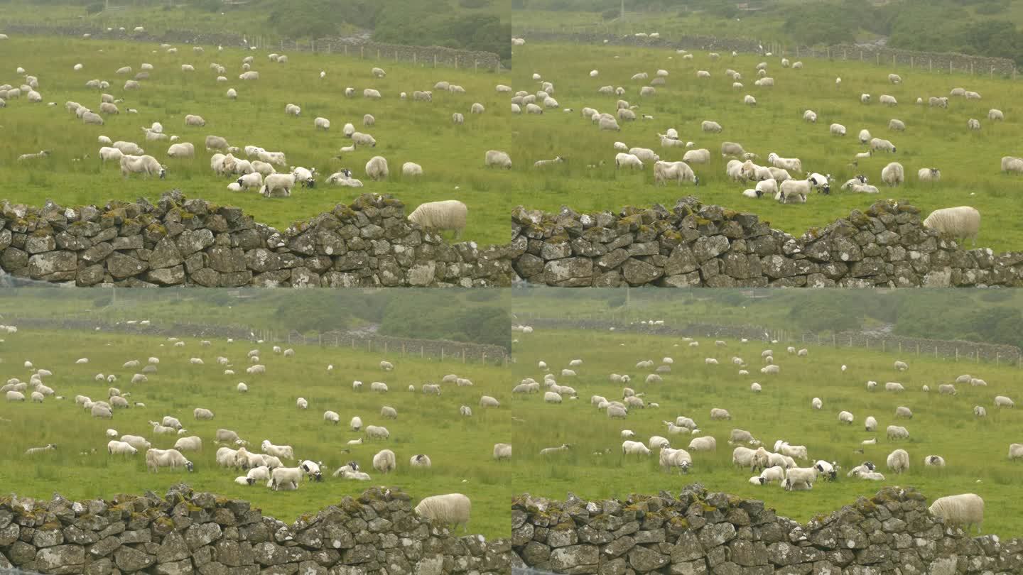 一群苏格兰黑脸羊在石墙环绕的草地上吃草