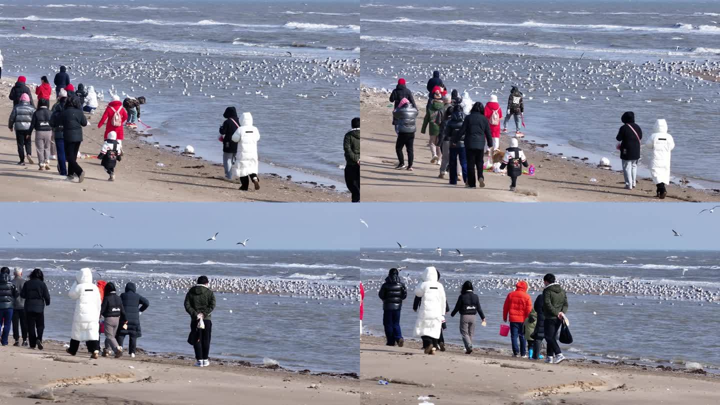 人们在海边看海鸥4K