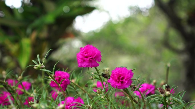 马齿苋花在花园里