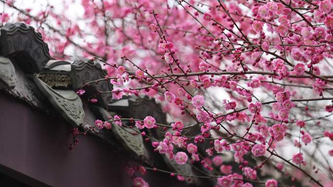 古风屋檐春天梅花盛开