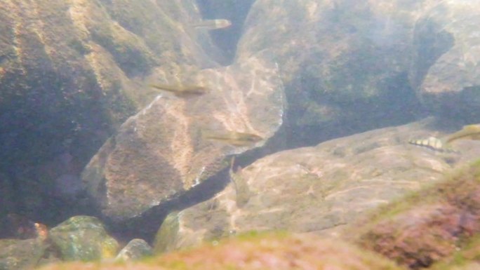 河边小溪河底海底水下世界流水岩石光影升格