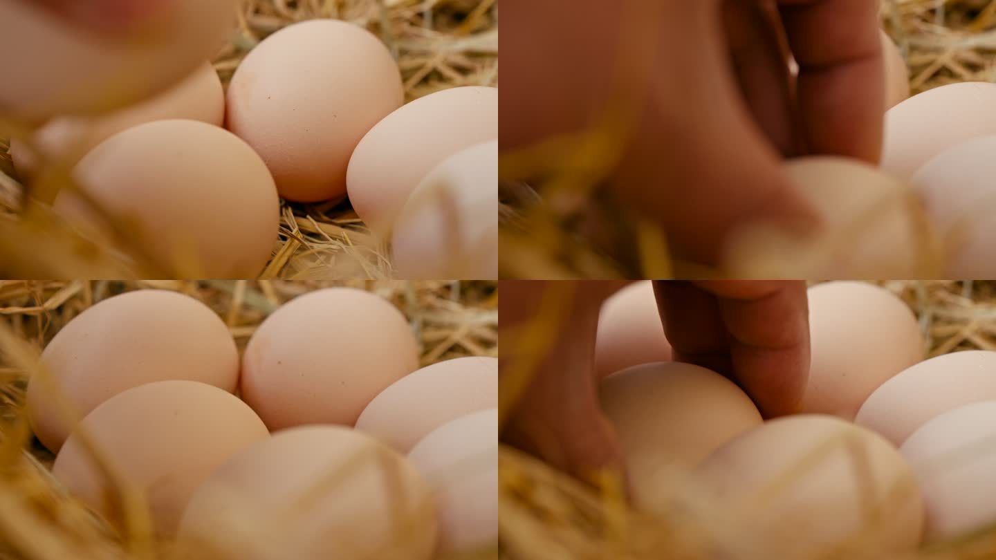 捡鸡蛋