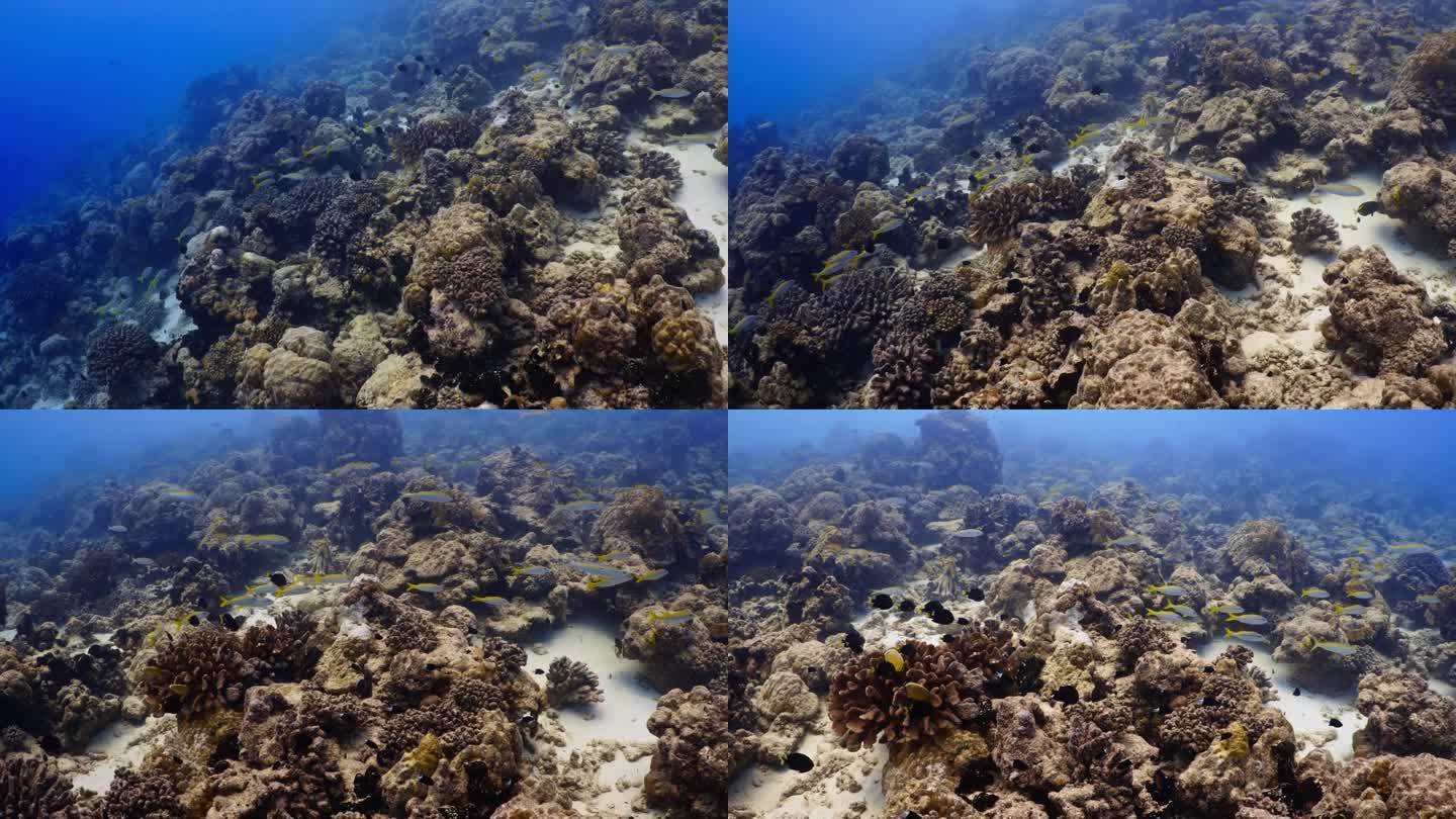 南太平洋塔希提岛的朗吉罗亚，鲷鱼蒂普塔通道-珊瑚礁上的黄色浅滩