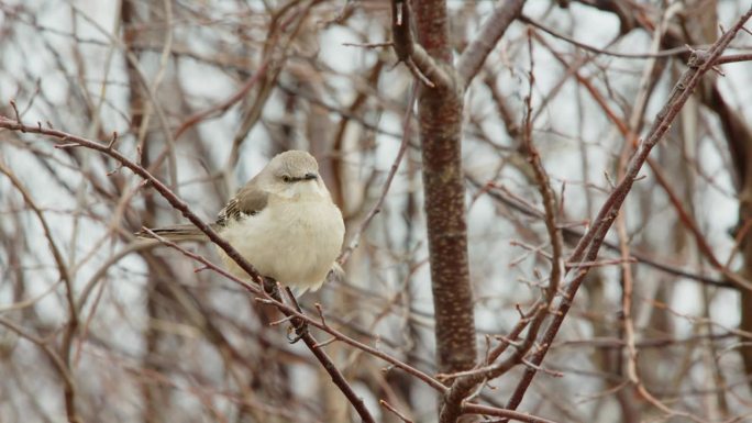 冬天，一只北方反舌鸟(Mimus polyglottos)栖息在森林的一棵树上