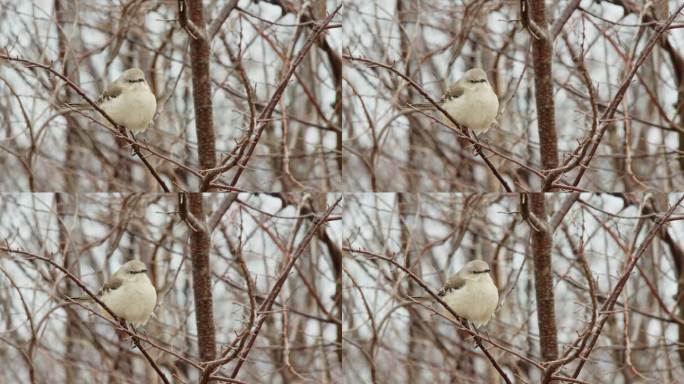 冬天，一只北方反舌鸟(Mimus polyglottos)栖息在森林的一棵树上