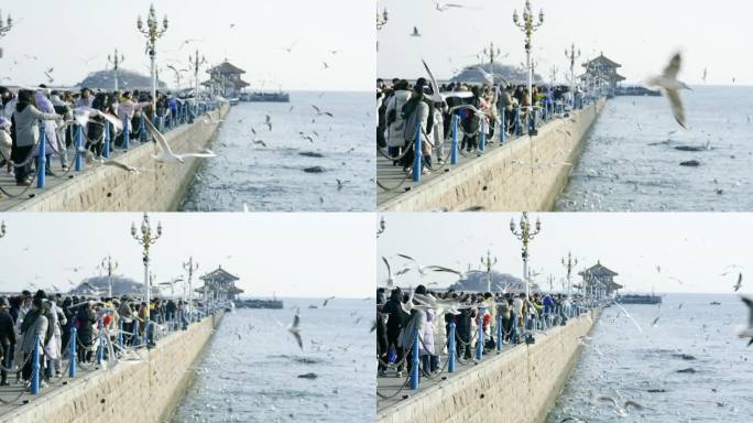 青岛栈桥游客海鸥升格拍摄
