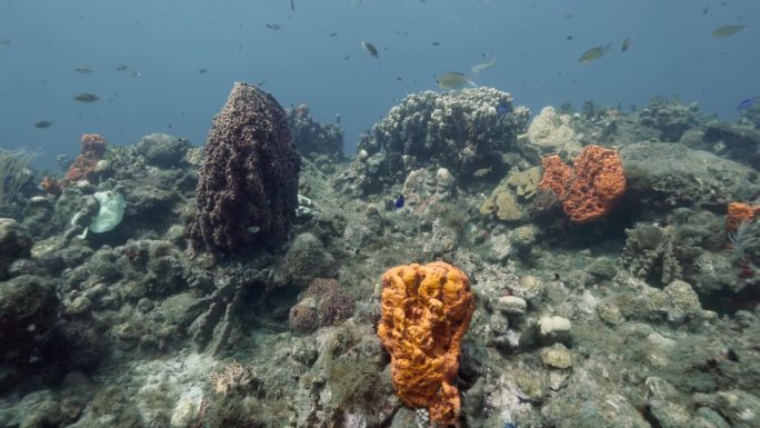 一群漂亮的鱼在清澈的热带水域的珊瑚礁上潜水。在佳能R5上以4K拍摄。
