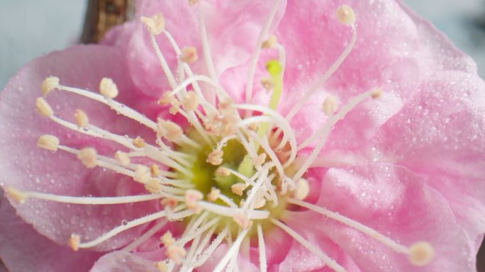 4K原创梅花盛开