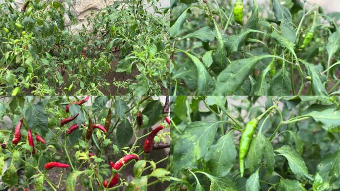 4K原创 农家菜园子种植的辣椒