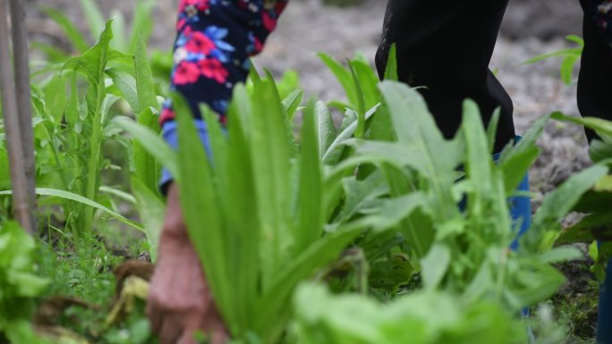 菜地里除草