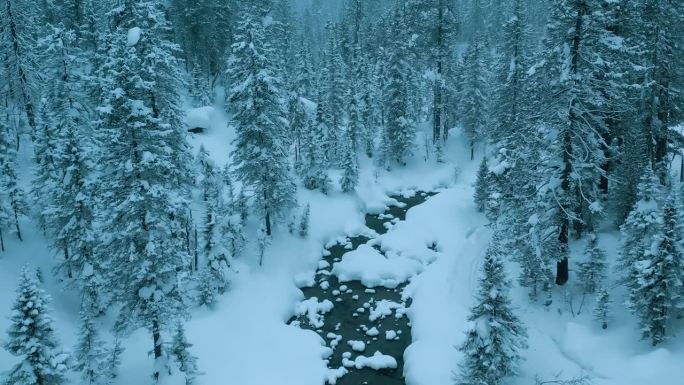 航拍无人机拍摄雪山河流冬季景观，暴风雪中的冷杉林。冬天的俄罗斯，西伯利亚。