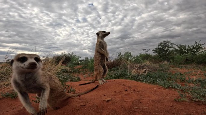 特写，一群可爱的猫鼬在喀拉哈里沙漠的红沙中挖掘食物的地面视图。一些个体保持警惕，寻找危险。