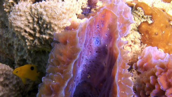 加勒比海的海底珊瑚。