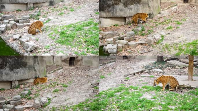 动物园老虎喂食素材
