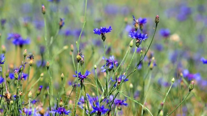 夏季田野上矢车菊的蓝色花朵，矢车菊