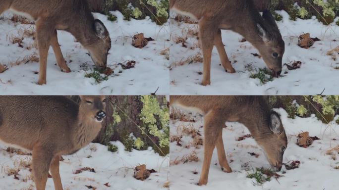 一只可爱的小鹿在雪地里觅食。