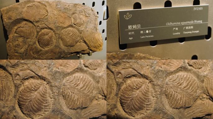 欧姆贝 化石 海洋生物化石 贝类化石