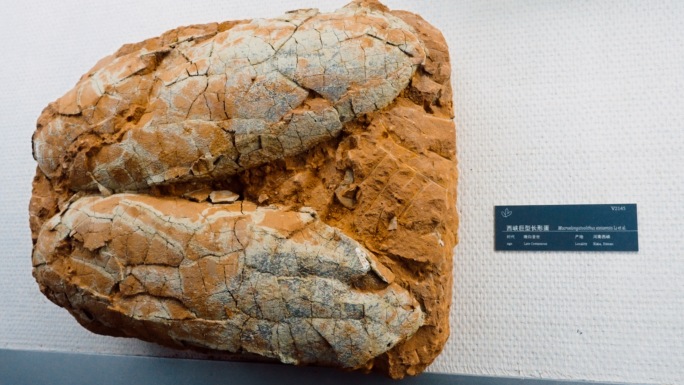 长型蛋化石 恐龙蛋 化石 白垩世