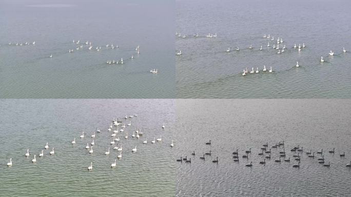 航拍水里的鹅群