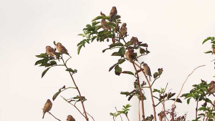 栖息在灌木顶端的一群红雀(大麻红雀属