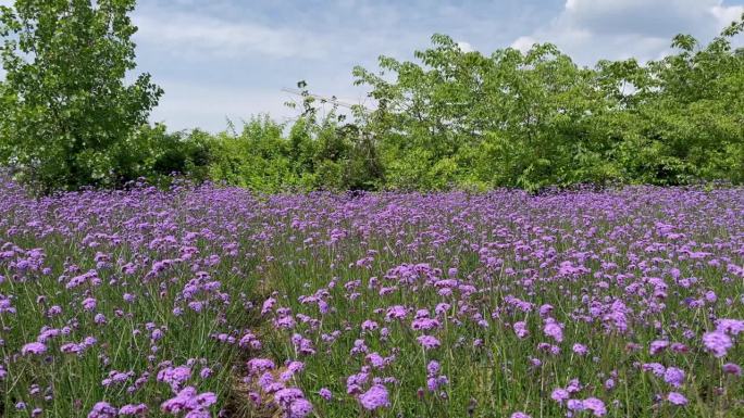 美丽的紫色、紫罗兰、粉红色的马鞭草(也被称为马鞭草)和绿色的树木在微风中吹拂