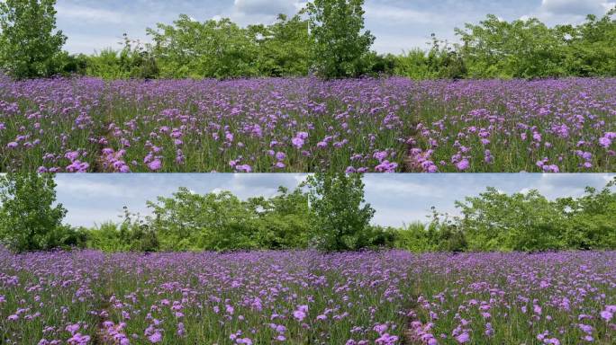 美丽的紫色、紫罗兰、粉红色的马鞭草(也被称为马鞭草)和绿色的树木在微风中吹拂