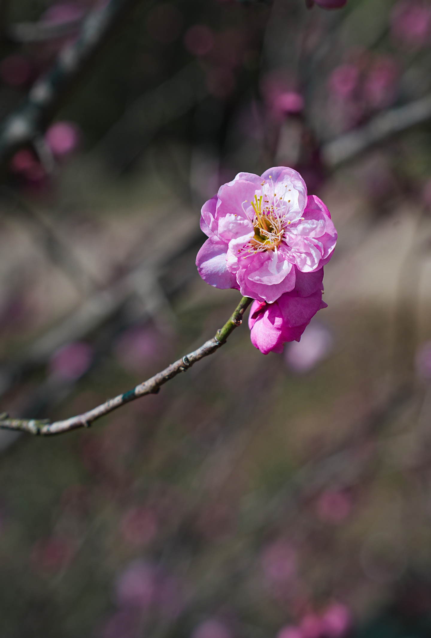 梅花