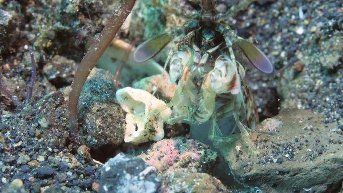 宏观不安的孔雀螳螂虾从海底的洞里窥视。