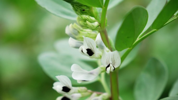 蚕豆花 蚕豆叶 胡豆花