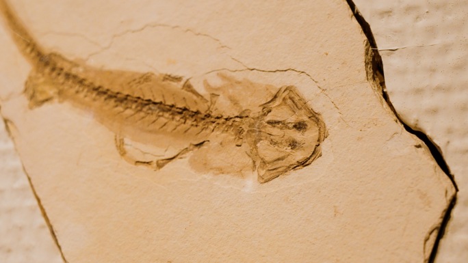 热河螈 化石 两栖生物化石 侏罗纪