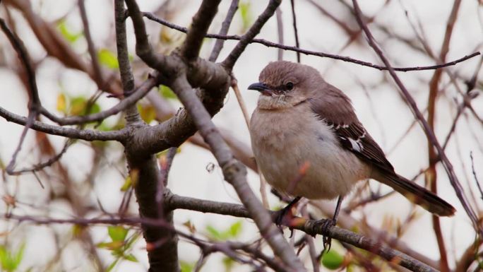 一只北方反舌鸟(Mimus polyglottos)全身栖息在树上的特写