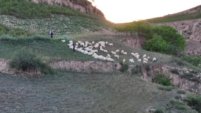 陕北黄土高坡羊群航拍