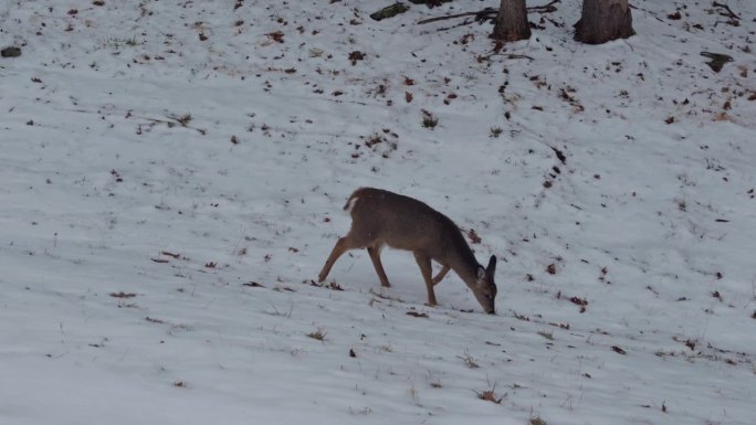 一只可爱的小鹿在雪地里觅食。