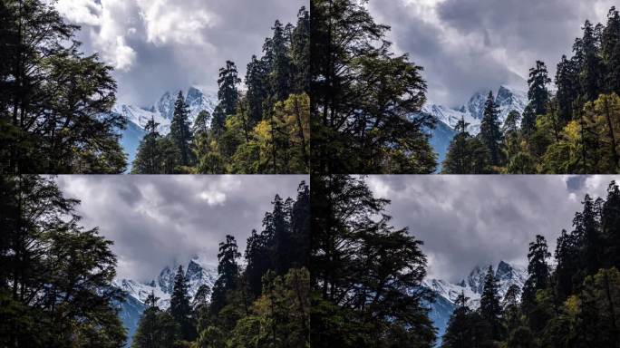 川西高原原始海螺沟森林景观4K延时摄影
