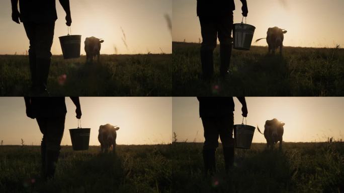 夕阳下，一个奶农提着桶站在奶牛的背景下