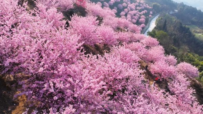 樱花花海航拍