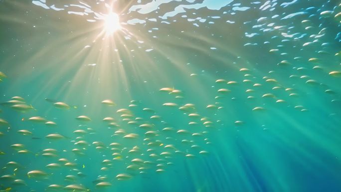 大海 海底鱼群 阳光穿透海面