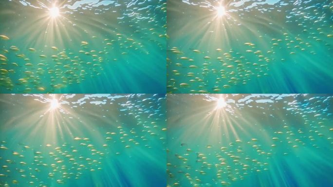 大海 海底鱼群 阳光穿透海面