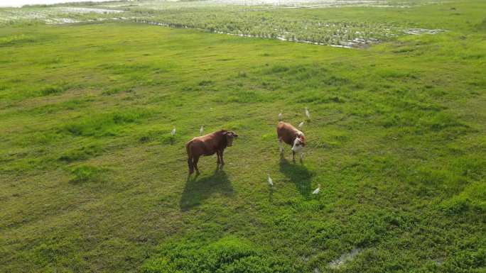 河边草坪吃草的牛